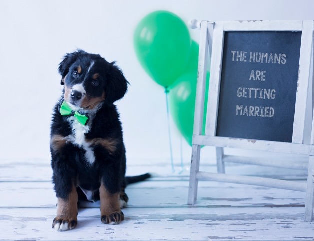 dog with bowtie in front of sign about wedding